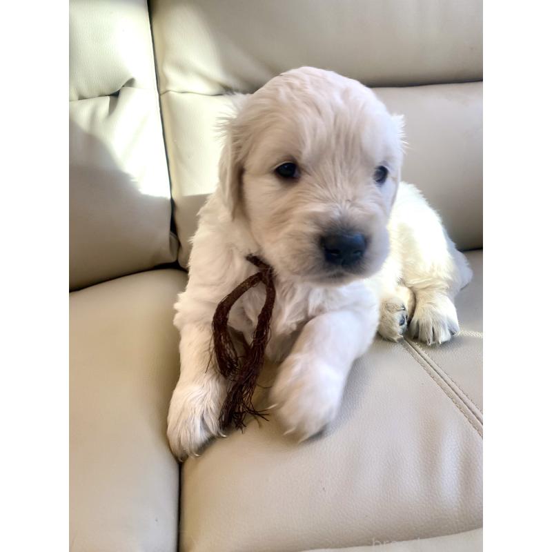 成約済の東京都のゴールデンレトリーバー-440371の12枚目