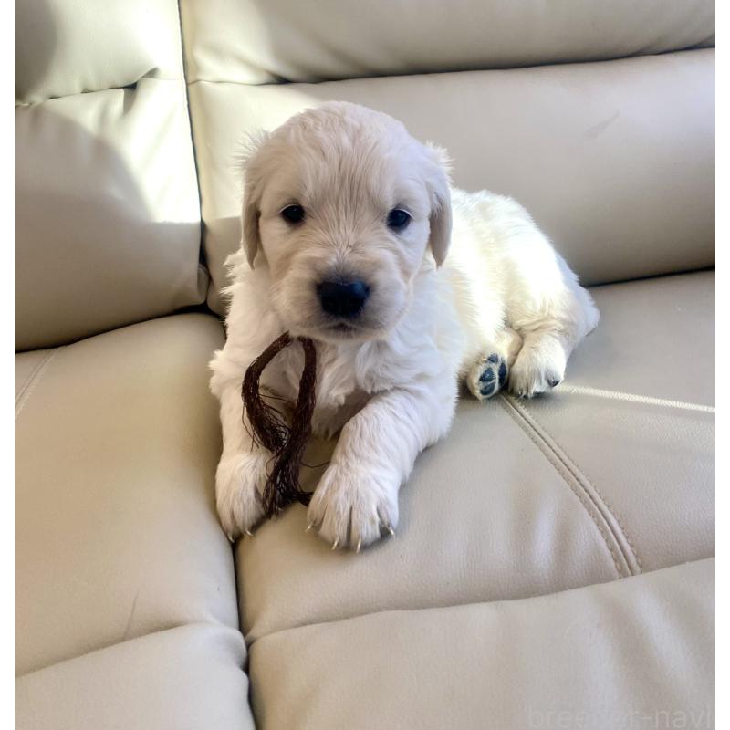 成約済の東京都のゴールデンレトリーバー-440371の11枚目