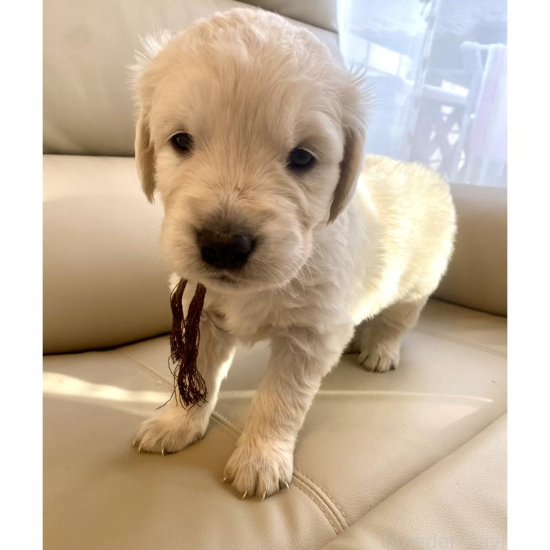 成約済の東京都のゴールデンレトリーバー-440371の10枚目