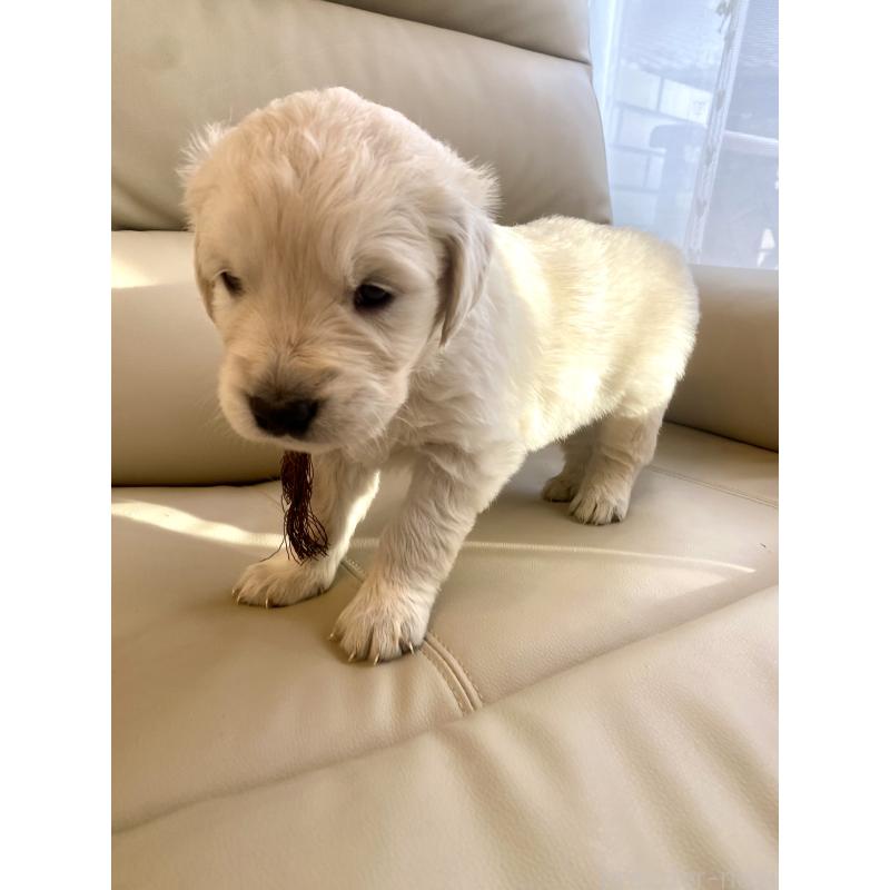 成約済の東京都のゴールデンレトリーバー-440371の9枚目