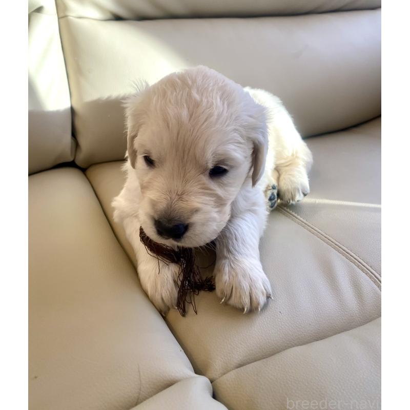 成約済の東京都のゴールデンレトリーバー-440371の8枚目