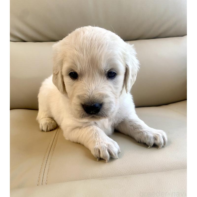 成約済の東京都のゴールデンレトリーバー-440396の18枚目