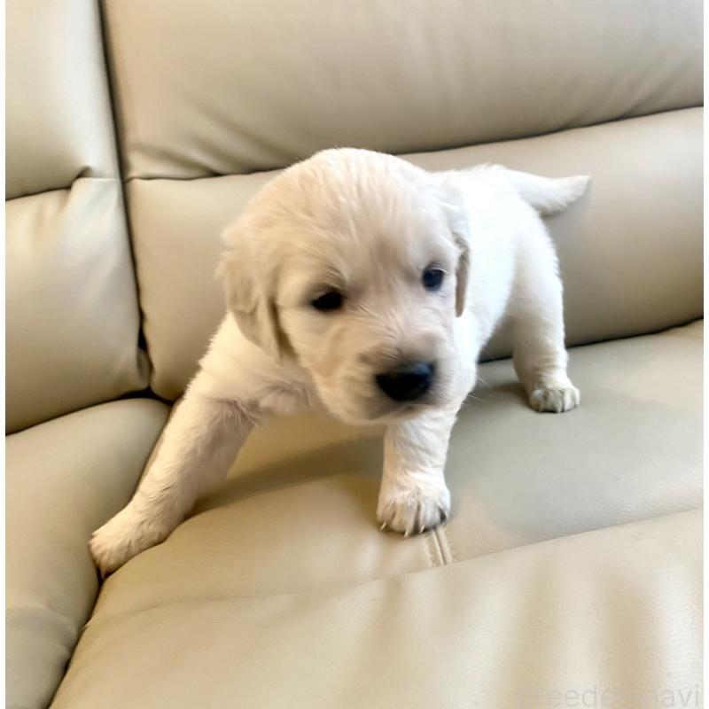 成約済の東京都のゴールデンレトリーバー-440396の17枚目