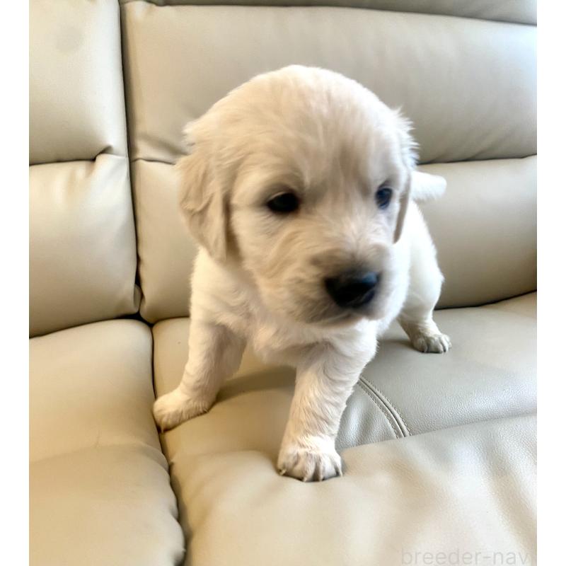 成約済の東京都のゴールデンレトリーバー-440396の14枚目