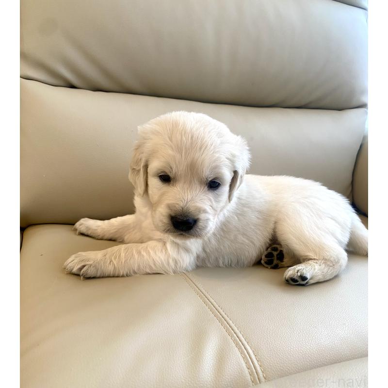 成約済の東京都のゴールデンレトリーバー-440396の13枚目