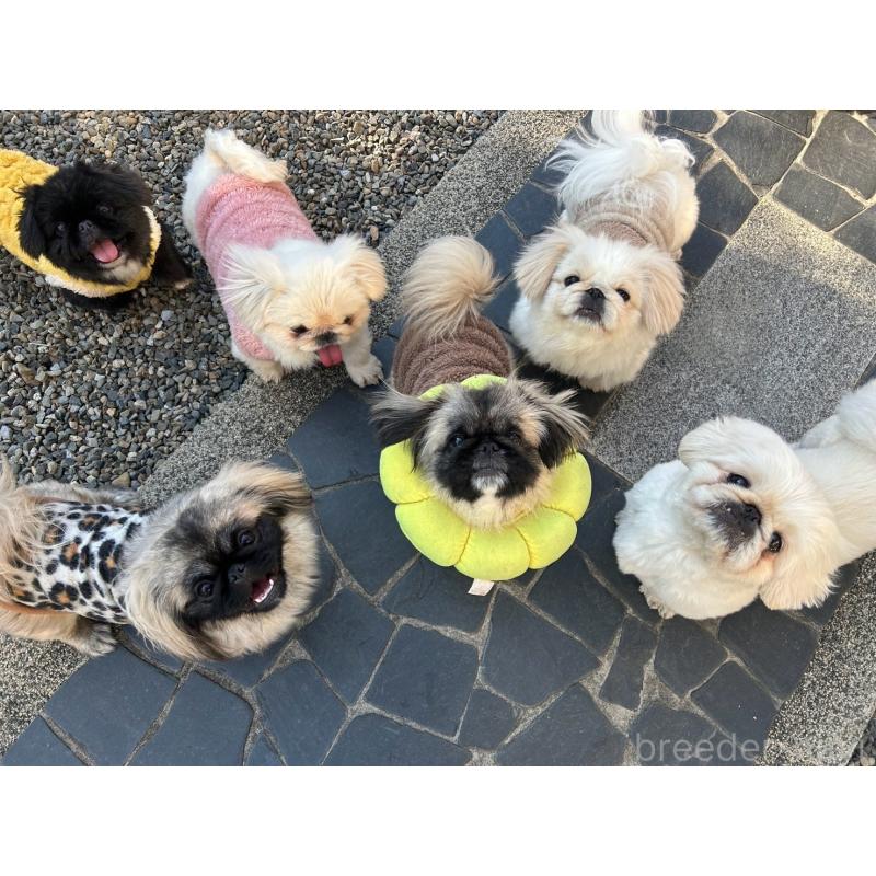 若山いずみブリーダーの詳細