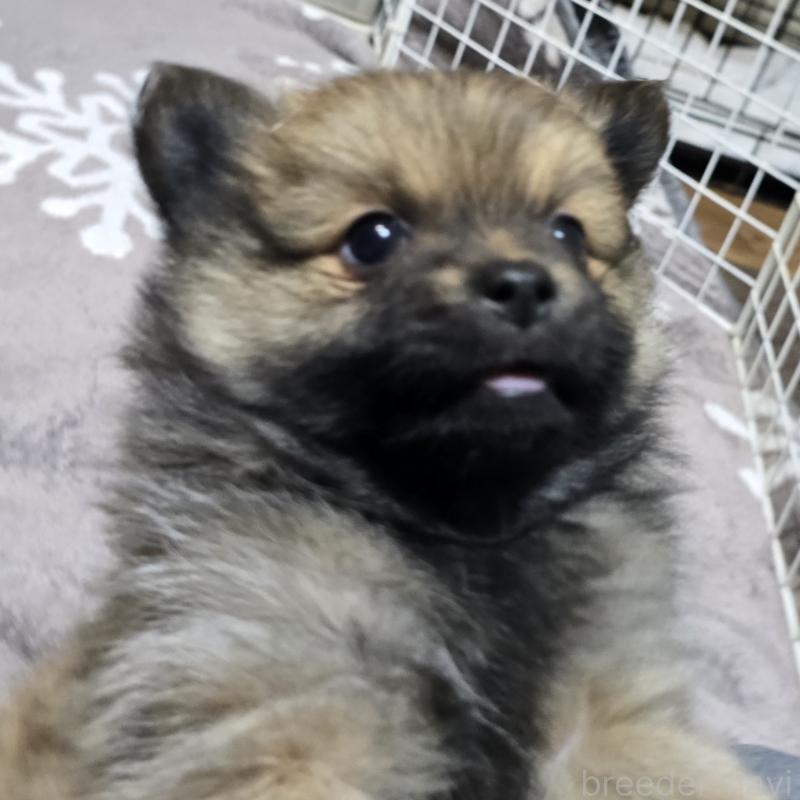 成約済の岡山県のポメラニアン-436035の5枚目