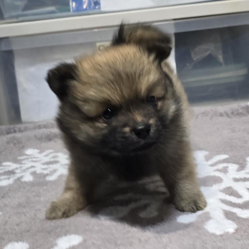 成約済の岡山県のポメラニアン-436035の4枚目