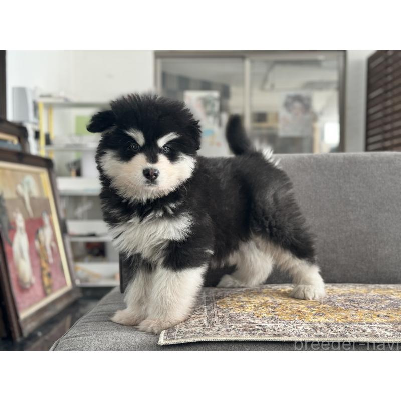 張宗昌ブリーダーの詳細