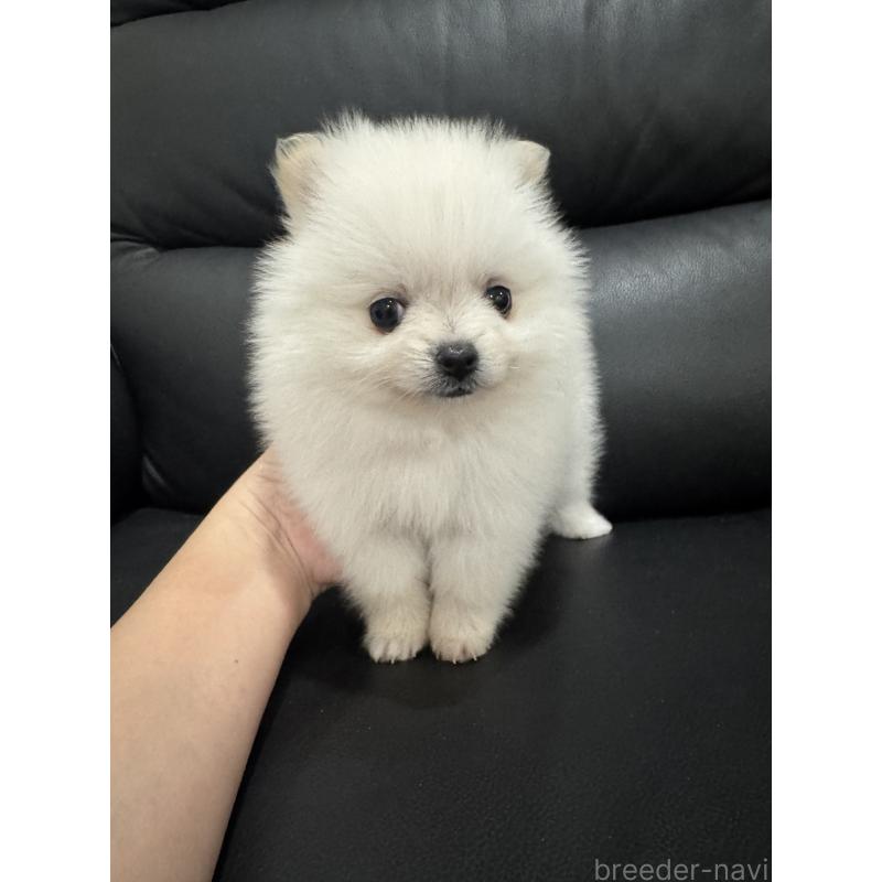 成約済の埼玉県のポメラニアン-439416の4枚目