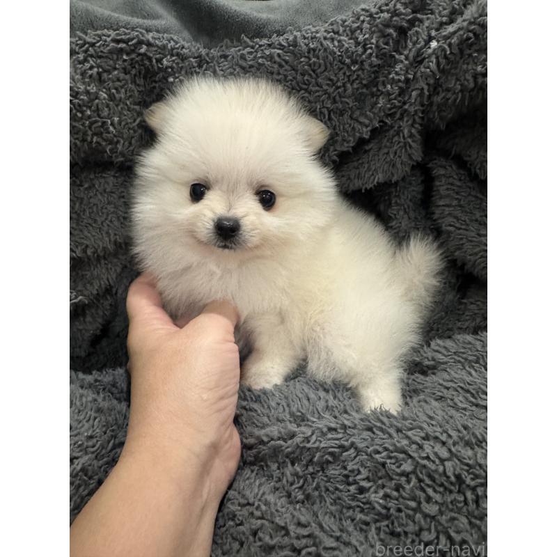 成約済の埼玉県のポメラニアン-439416の3枚目