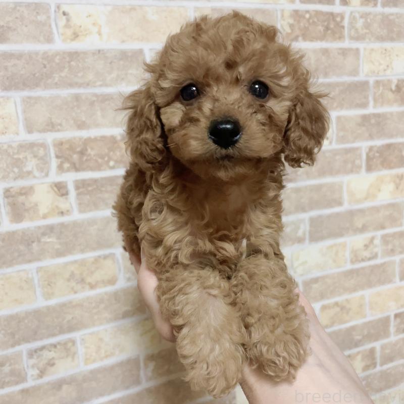 大野恵未ブリーダーの詳細の1枚目