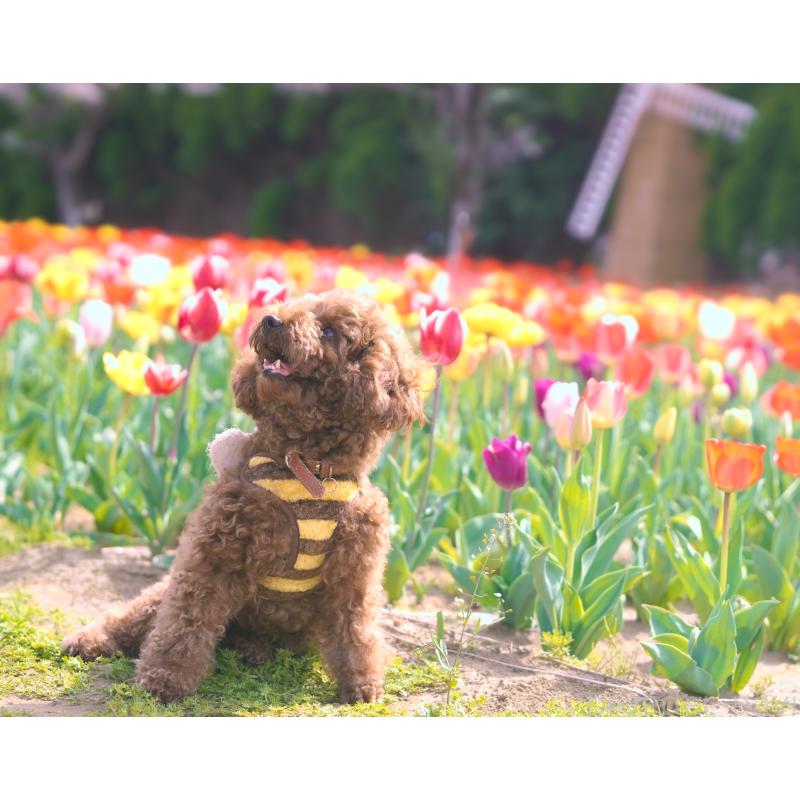 大野恵未ブリーダーの詳細