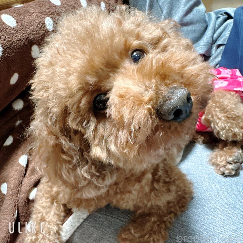 大野恵未ブリーダーの詳細