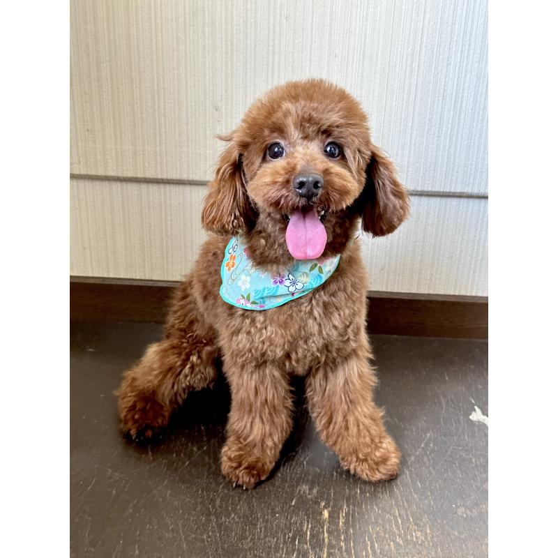 大野恵未ブリーダーの詳細