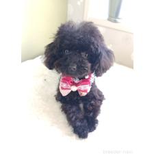 ♀︎ティーカッププードル