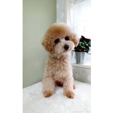 ♀︎タイニープードル