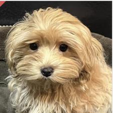 ♀︎ミックス犬