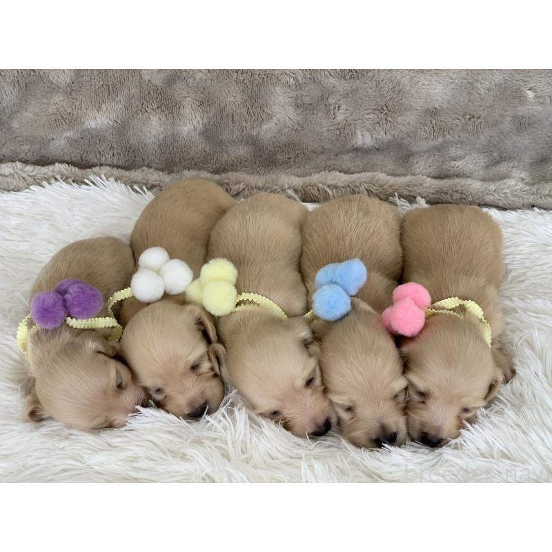 足立正美ブリーダーの詳細