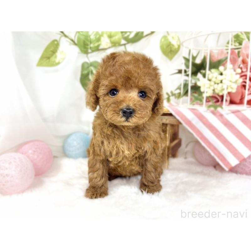 成約済の滋賀県のトイプードル-441162の7枚目