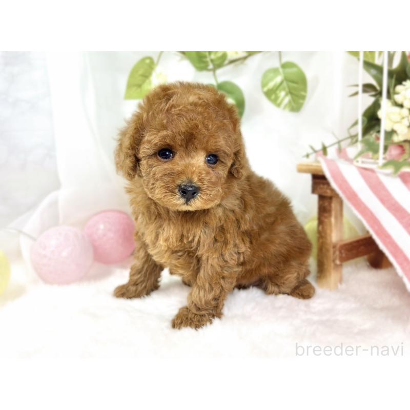 成約済の滋賀県のトイプードル-441162の5枚目