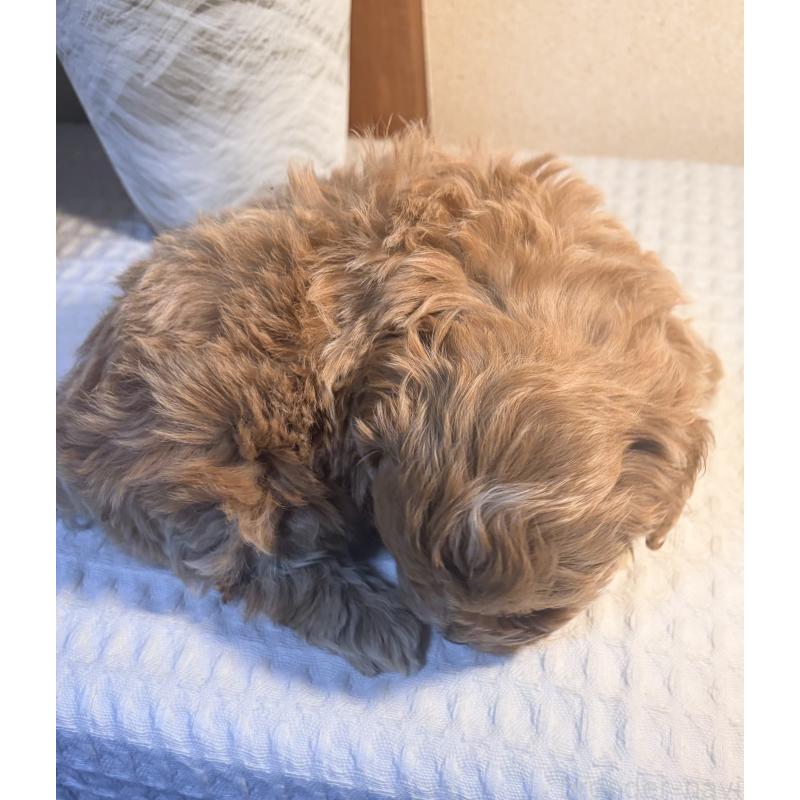 成約済の埼玉県のマルプー:マルチーズ×トイプードル-440968の4枚目