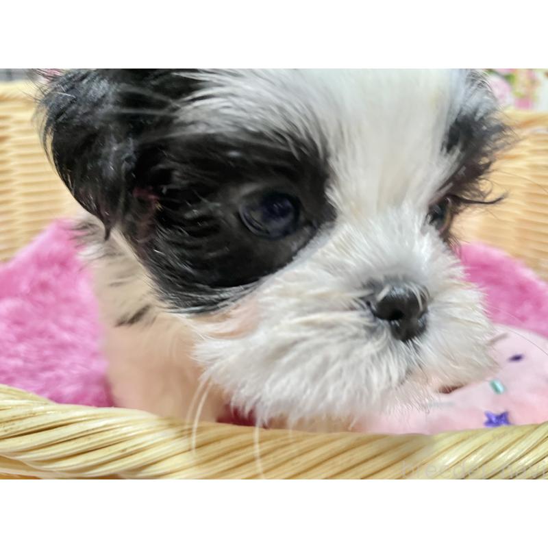 成約済の秋田県のマルシーズー:マルチーズ×シーズー-439066の11枚目