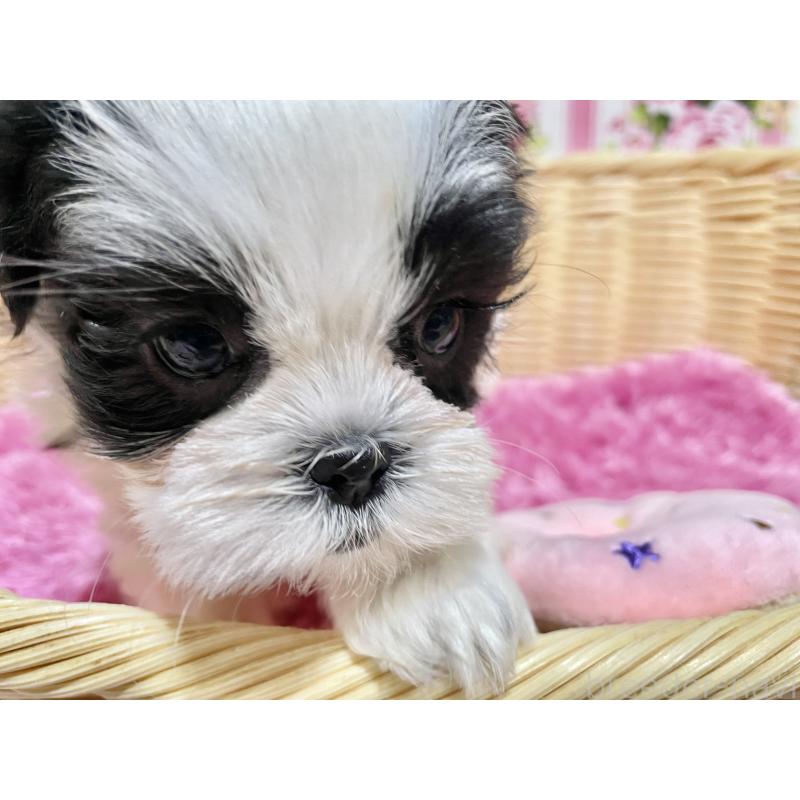 成約済の秋田県のマルシーズー:マルチーズ×シーズー-439066の10枚目