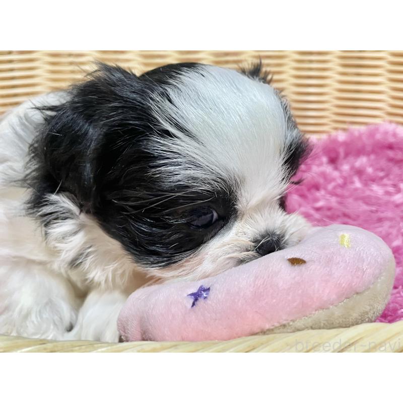 成約済の秋田県のマルシーズー:マルチーズ×シーズー-439066の9枚目