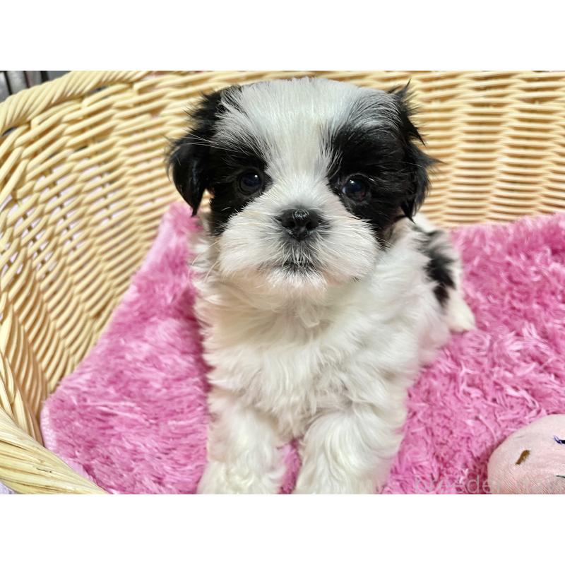 成約済の秋田県のマルシーズー:マルチーズ×シーズー-439066の7枚目