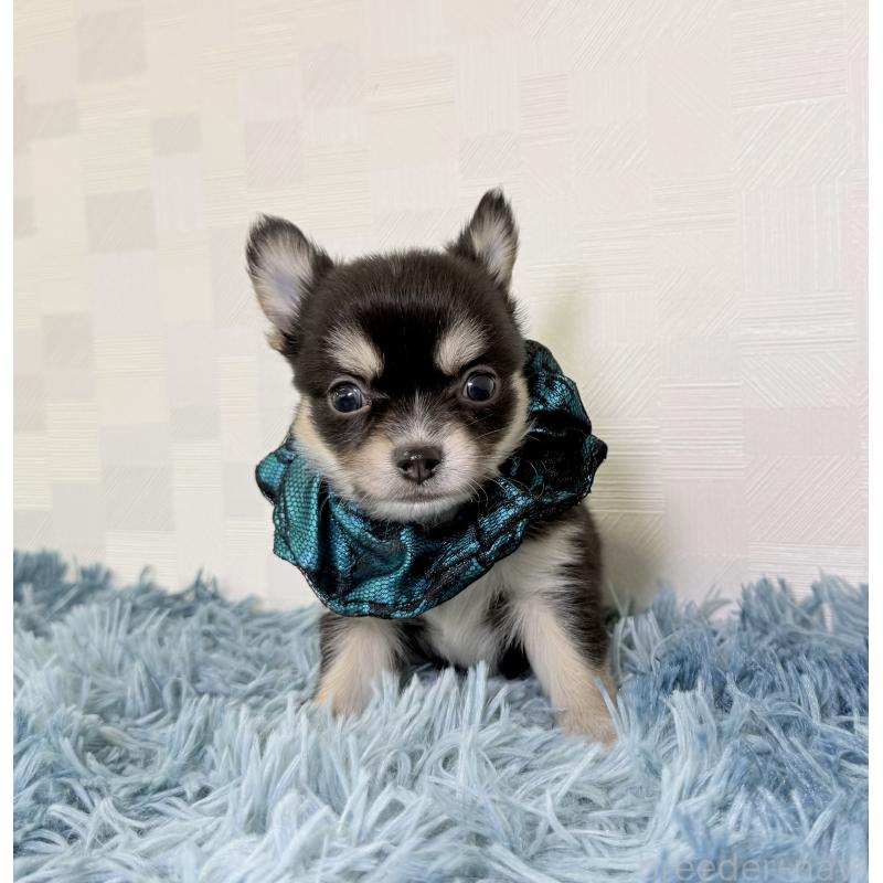 成約済の埼玉県のチワワ(ロングコート)-440066の5枚目