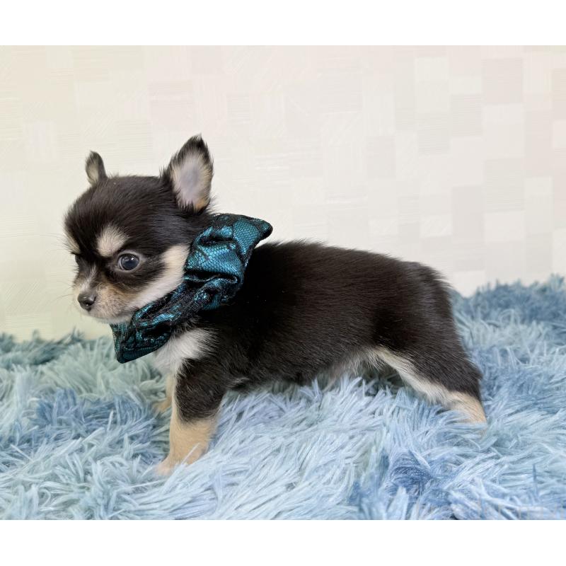 成約済の埼玉県のチワワ(ロングコート)-440066の4枚目