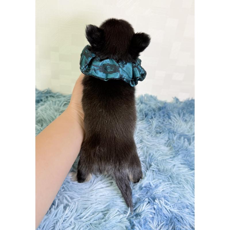 成約済の埼玉県のチワワ(ロングコート)-440066の3枚目