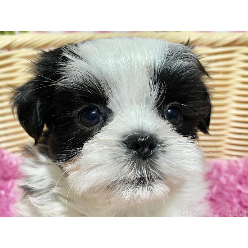 成約済の秋田県のマルシーズー:マルチーズ×シーズー-439066の5枚目