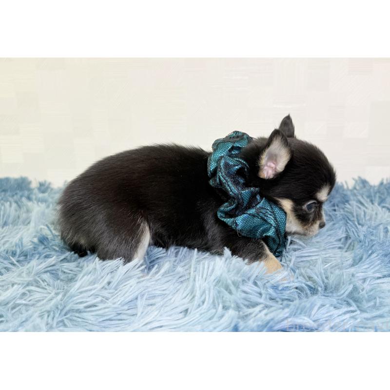 成約済の埼玉県のチワワ(ロングコート)-440066の2枚目