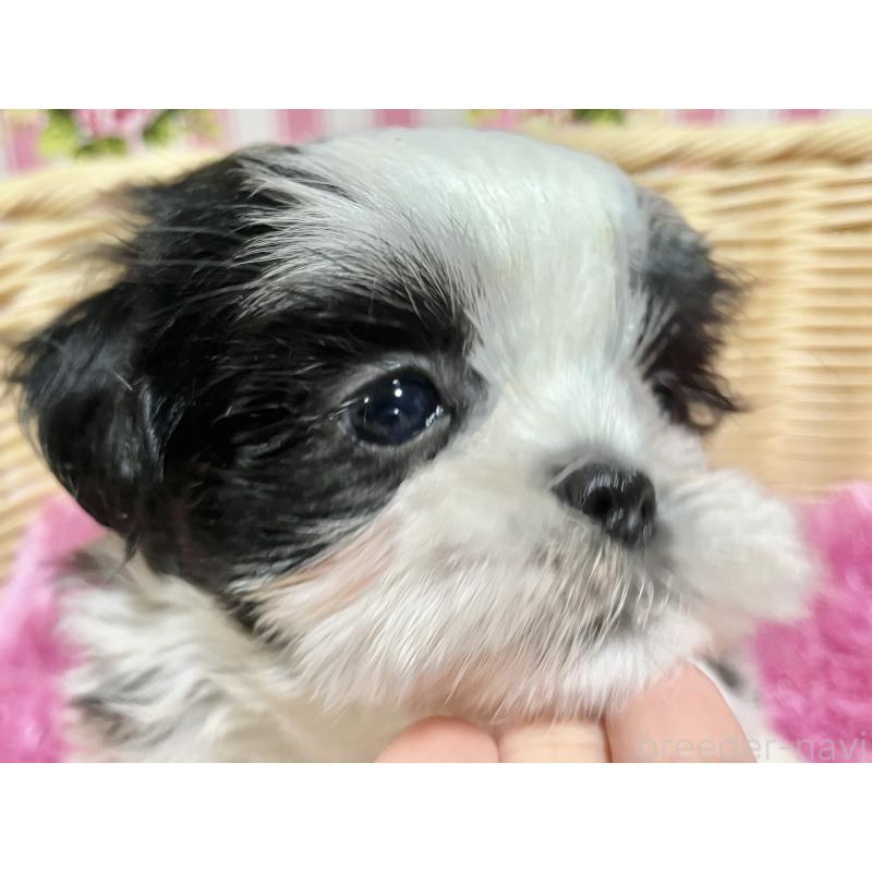 成約済の秋田県のマルシーズー:マルチーズ×シーズー-439066の3枚目