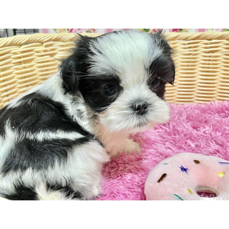 成約済の秋田県のマルシーズー:マルチーズ×シーズー-439066の2枚目