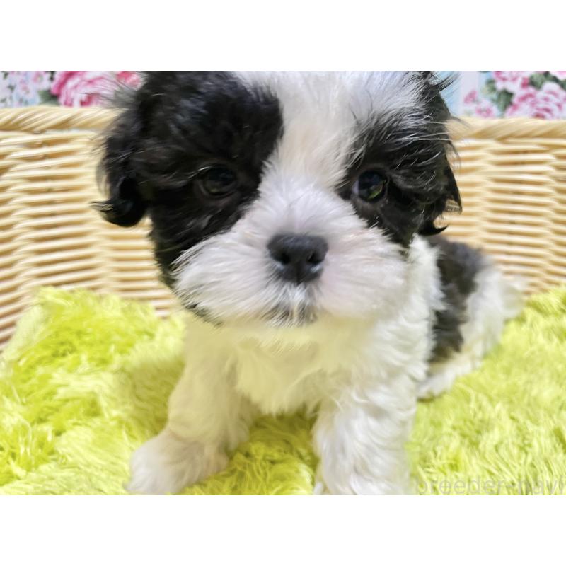 成約済の秋田県のマルシーズー:マルチーズ×シーズー-439064の9枚目