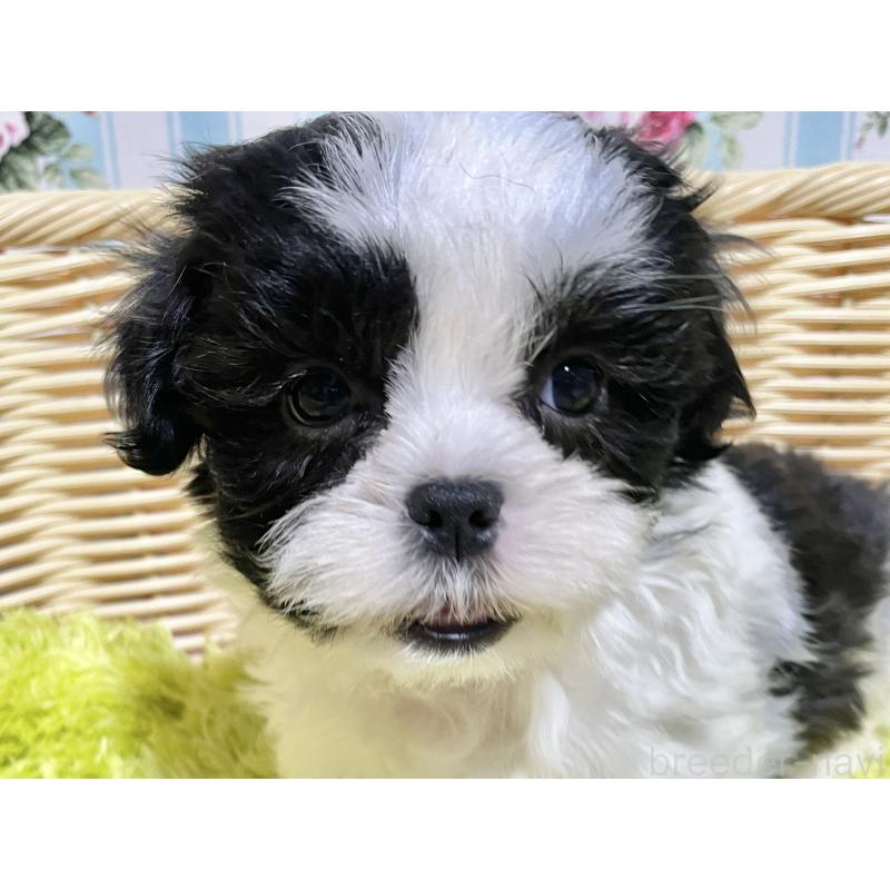 成約済の秋田県のマルシーズー:マルチーズ×シーズー-439064の8枚目