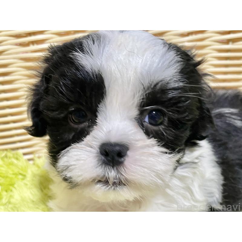 成約済の秋田県のマルシーズー:マルチーズ×シーズー-439064の5枚目