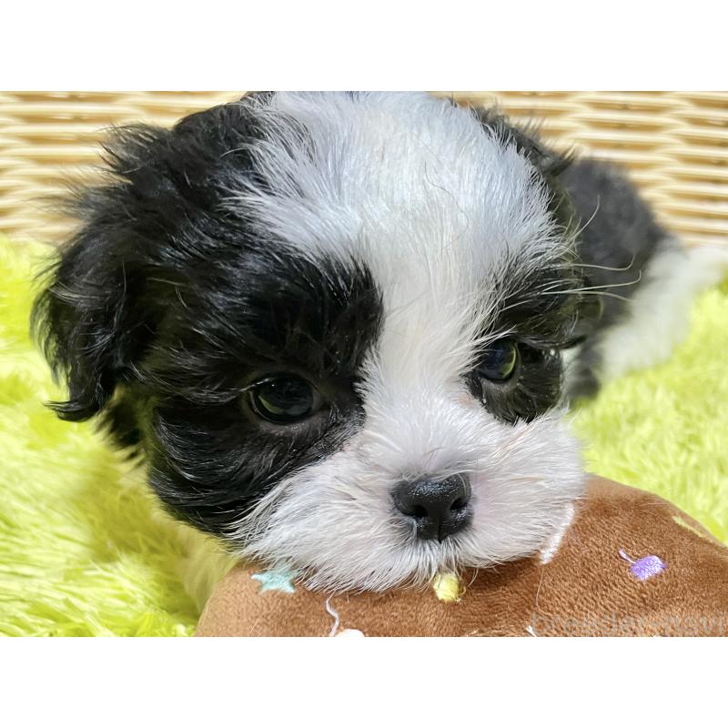 成約済の秋田県のマルシーズー:マルチーズ×シーズー-439064の4枚目