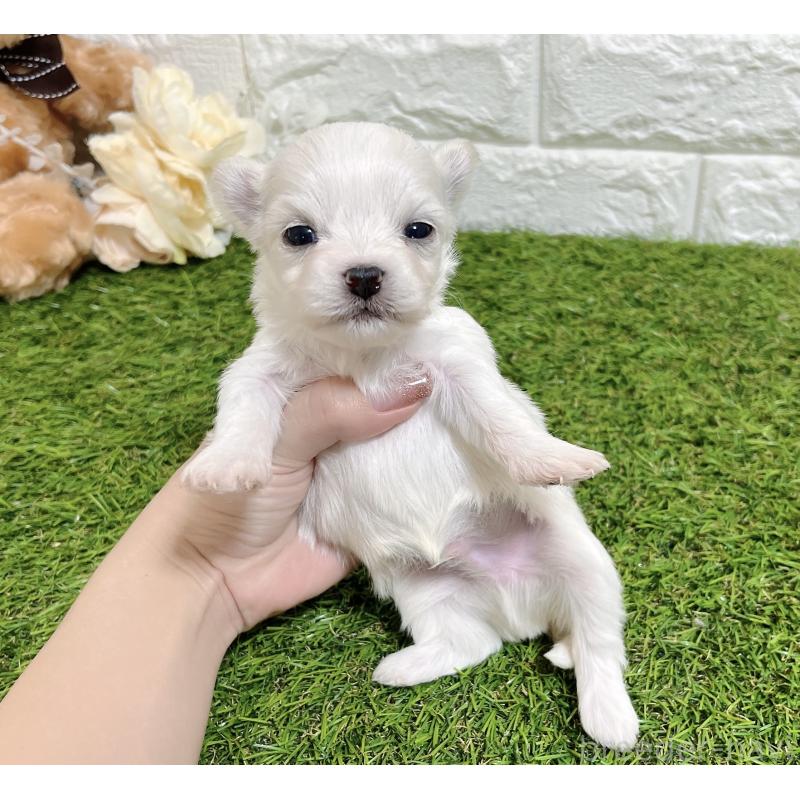 成約済の福岡県のチワマル:チワワ×マルチーズ-437200の10枚目