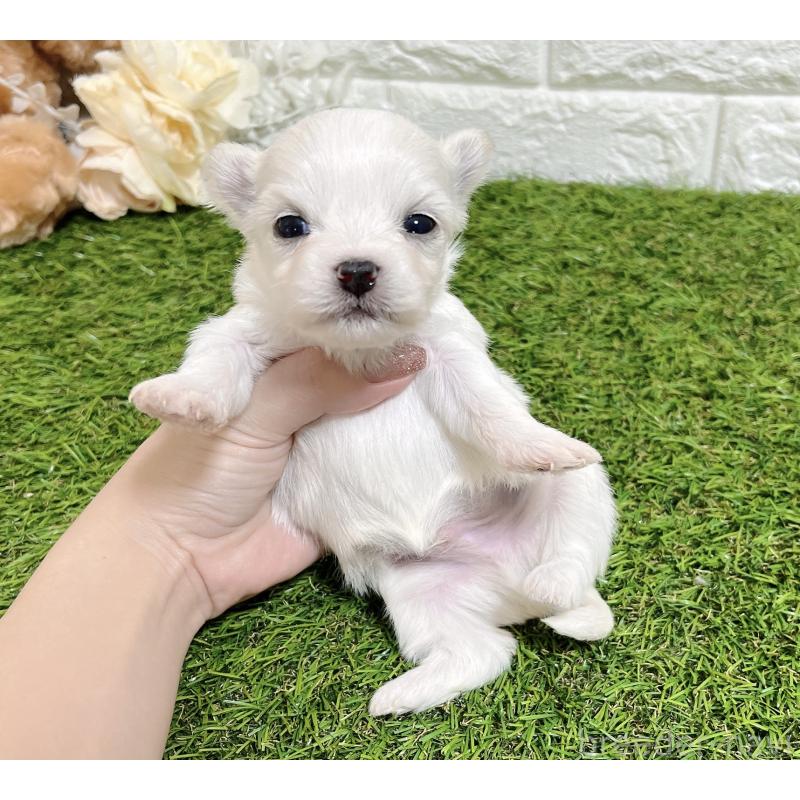 成約済の福岡県のチワマル:チワワ×マルチーズ-437200の9枚目