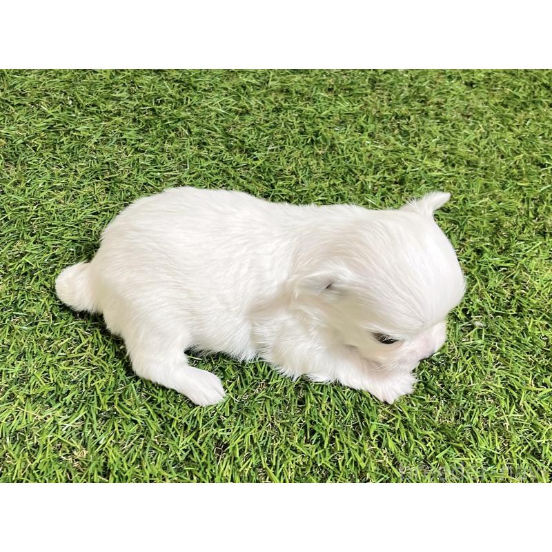 成約済の福岡県のチワマル:チワワ×マルチーズ-437200の8枚目