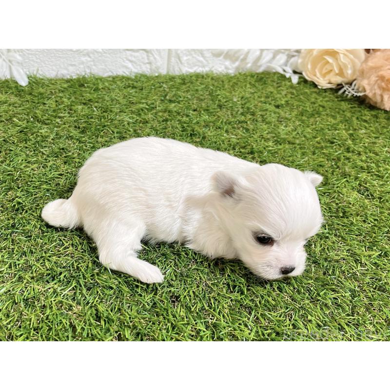 成約済の福岡県のチワマル:チワワ×マルチーズ-437200の7枚目