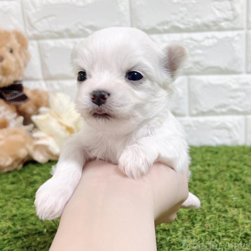 成約済の福岡県のチワマル:チワワ×マルチーズ-437200の5枚目