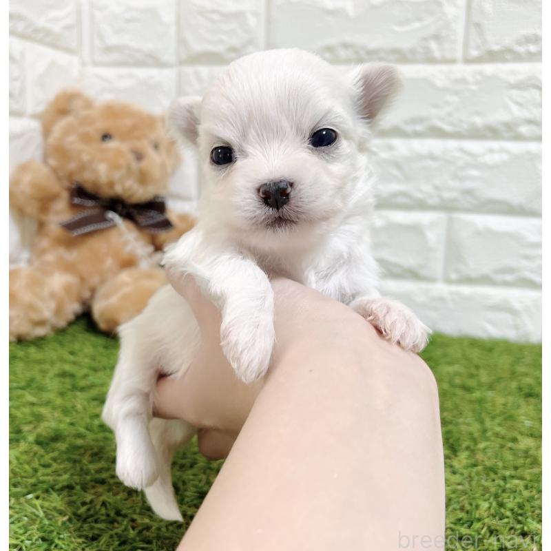 成約済の福岡県のチワマル:チワワ×マルチーズ-437200の4枚目