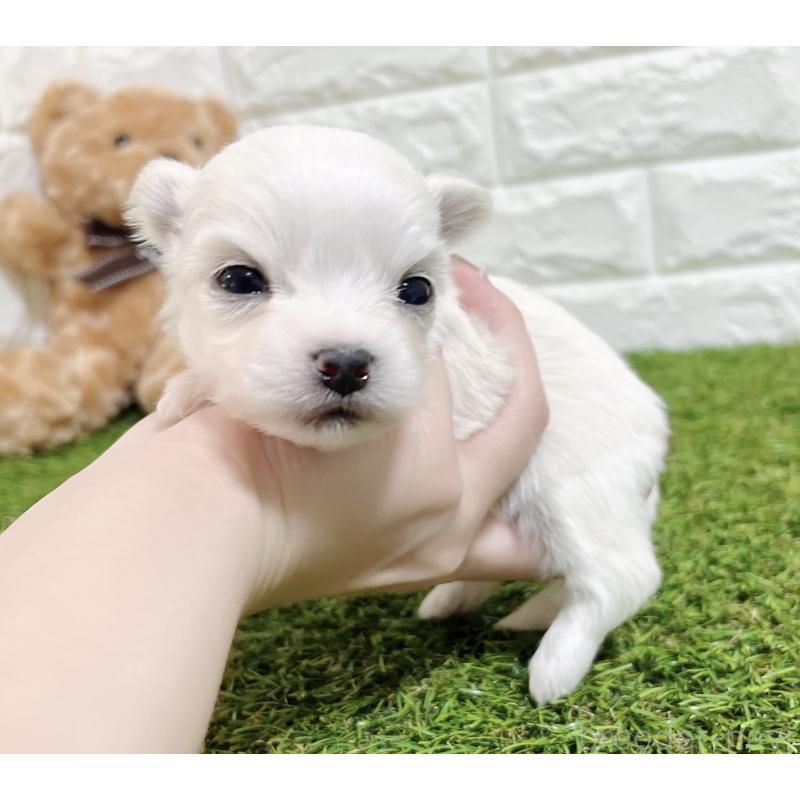 成約済の福岡県のチワマル:チワワ×マルチーズ-437200の3枚目