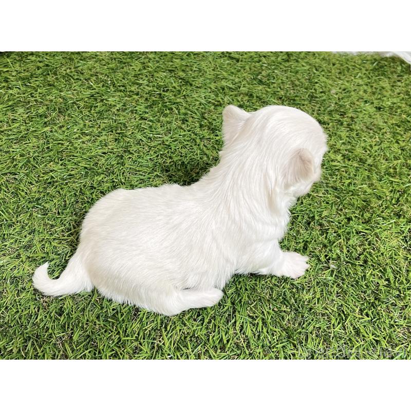 成約済の福岡県のチワマル:チワワ×マルチーズ-437200の2枚目