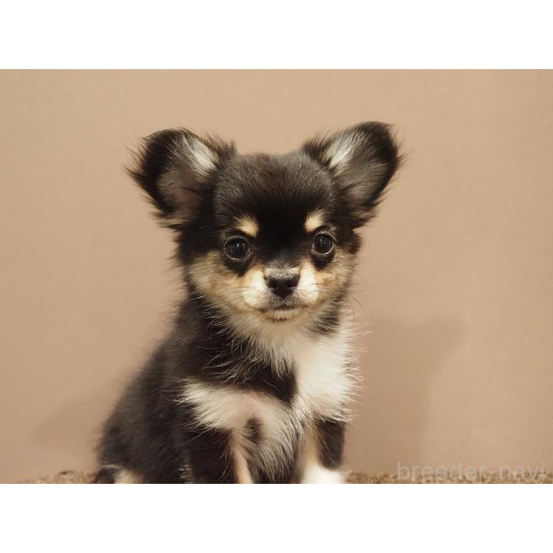 成約済の愛知県のチワワ(ロングコート)-433300の9枚目